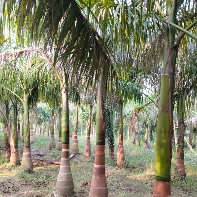 Bottal Palm Plant