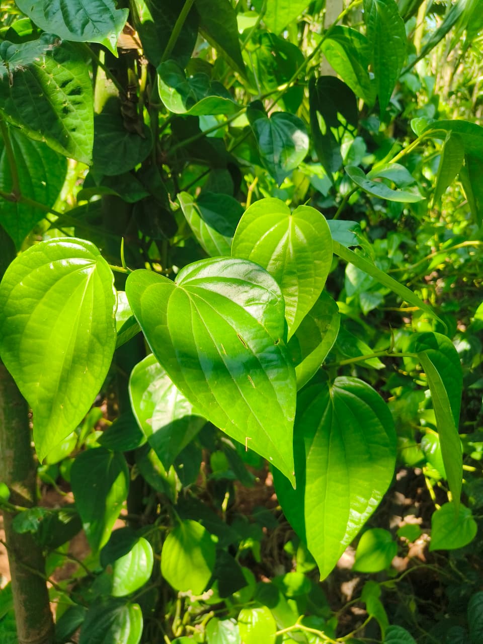 Betel Leaf