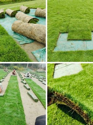 Natural Lawn Grass
