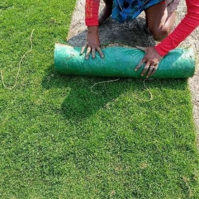 Selection No 1 Carpet Grass
