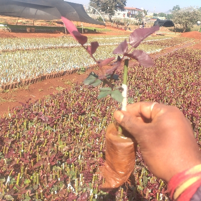 Rose Plant