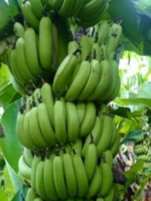 Green Banana