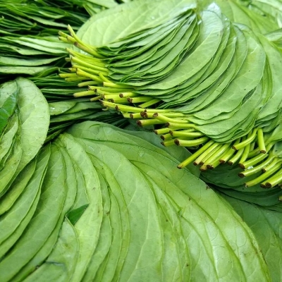 Betel Leaves
