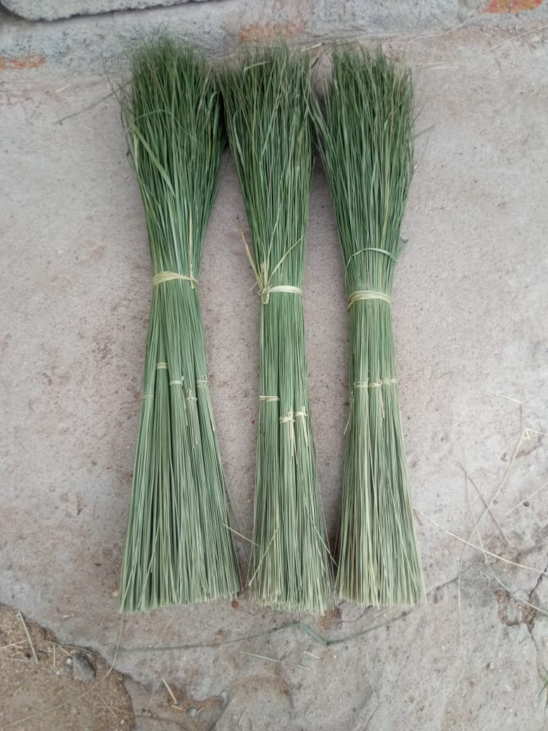 Dharbai Grass