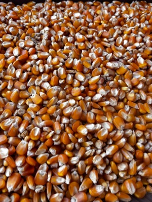 Maize Seeds