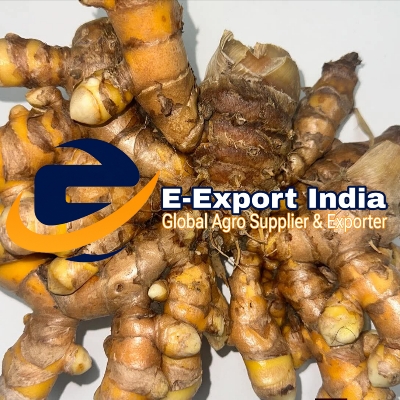 Fresh Turmeric Finger