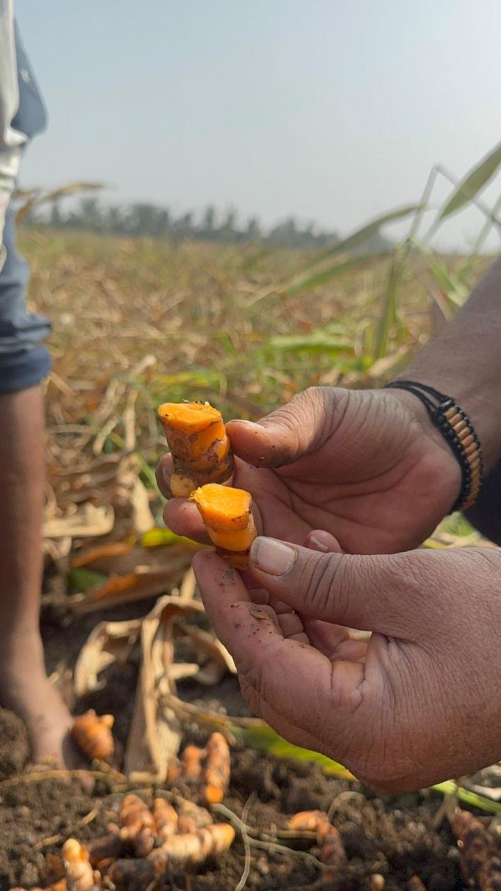 Fresh Turmeric - Yellow Finger, 70-80% Moisture | Bright Color, High Curcumin, Natural Aroma, Chemical Free