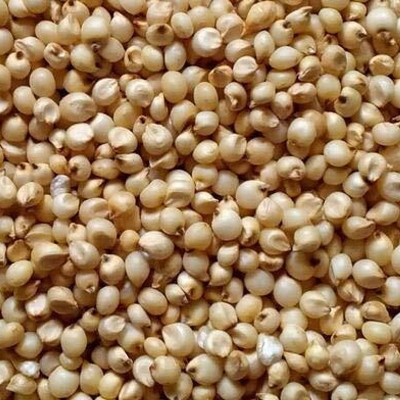 Sorghum