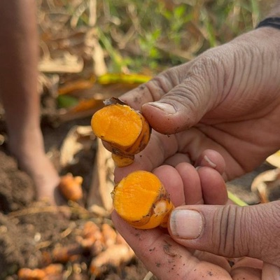 Strong Pungent Fresh Turmeric - Yellow, Moist 70-80% | Warm Earthy Aromatic Flavor, Elongated Shape, Chemical Free Organic