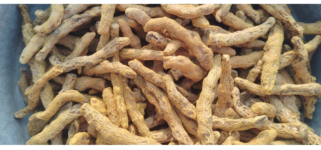 Organic Turmeric fingers