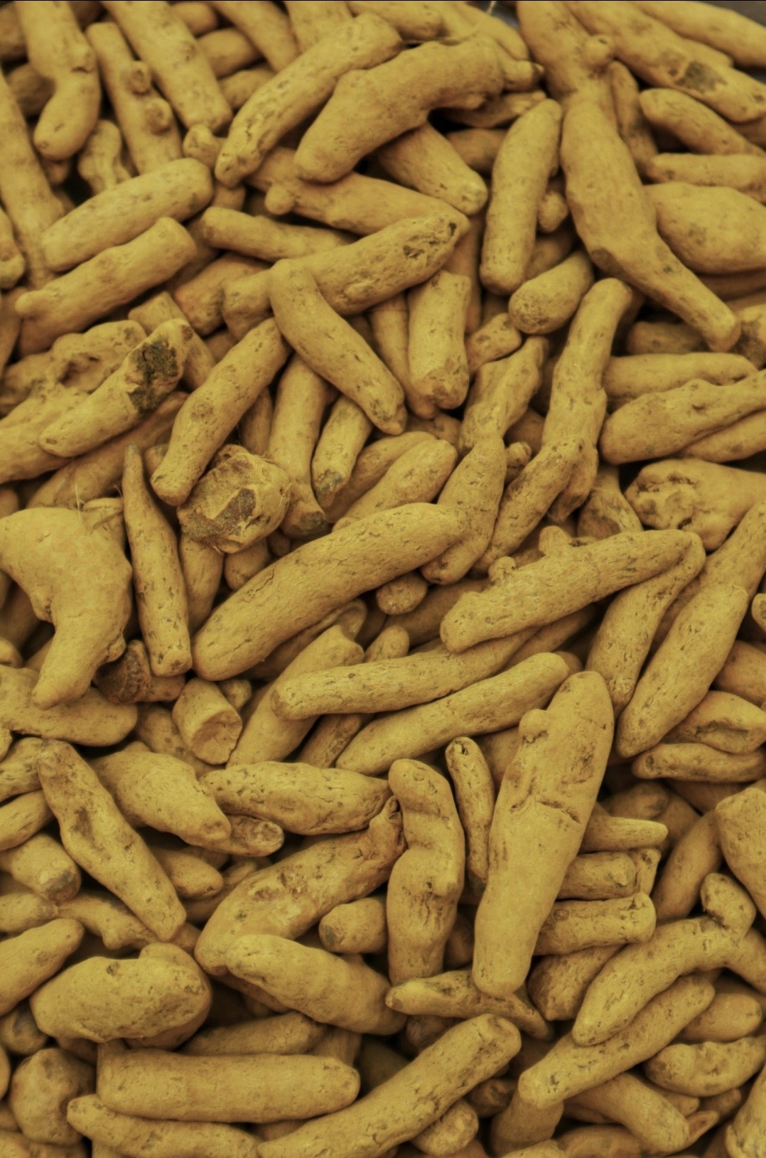 Sangli Turmeric Fingers - Whole Finger, Yellow | High Curcumin Content, Strong Aroma, 12 Months Shelf Life