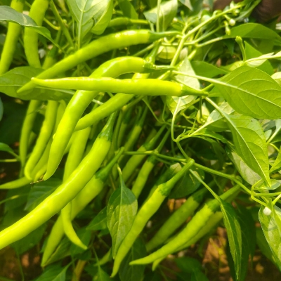 Green Chilli 