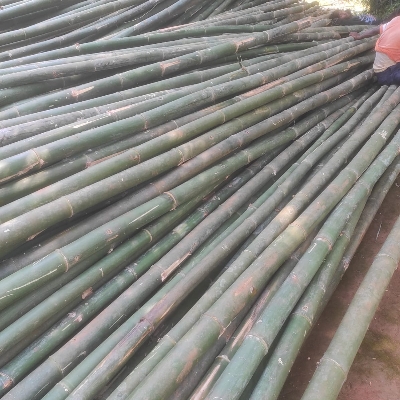 Round Bamboo Sticks - Color: Green And Yellow