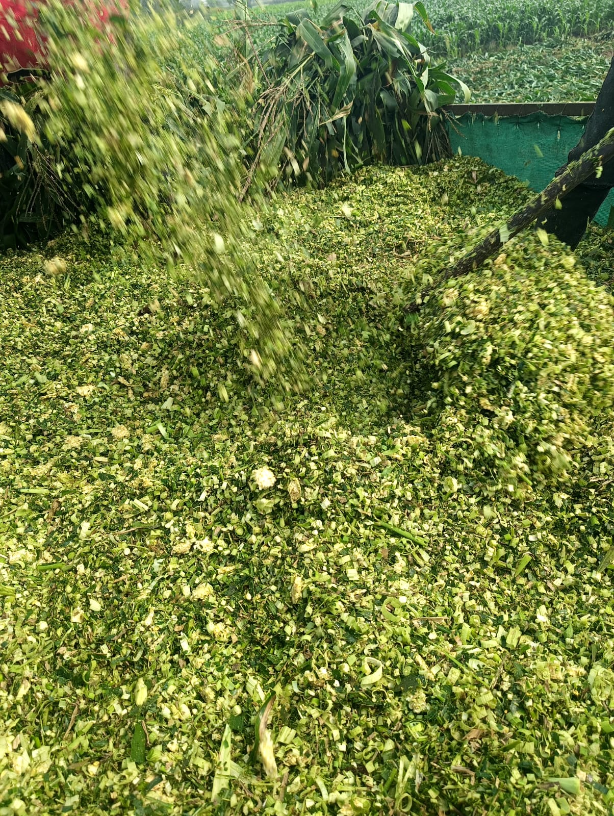 Corn Silage