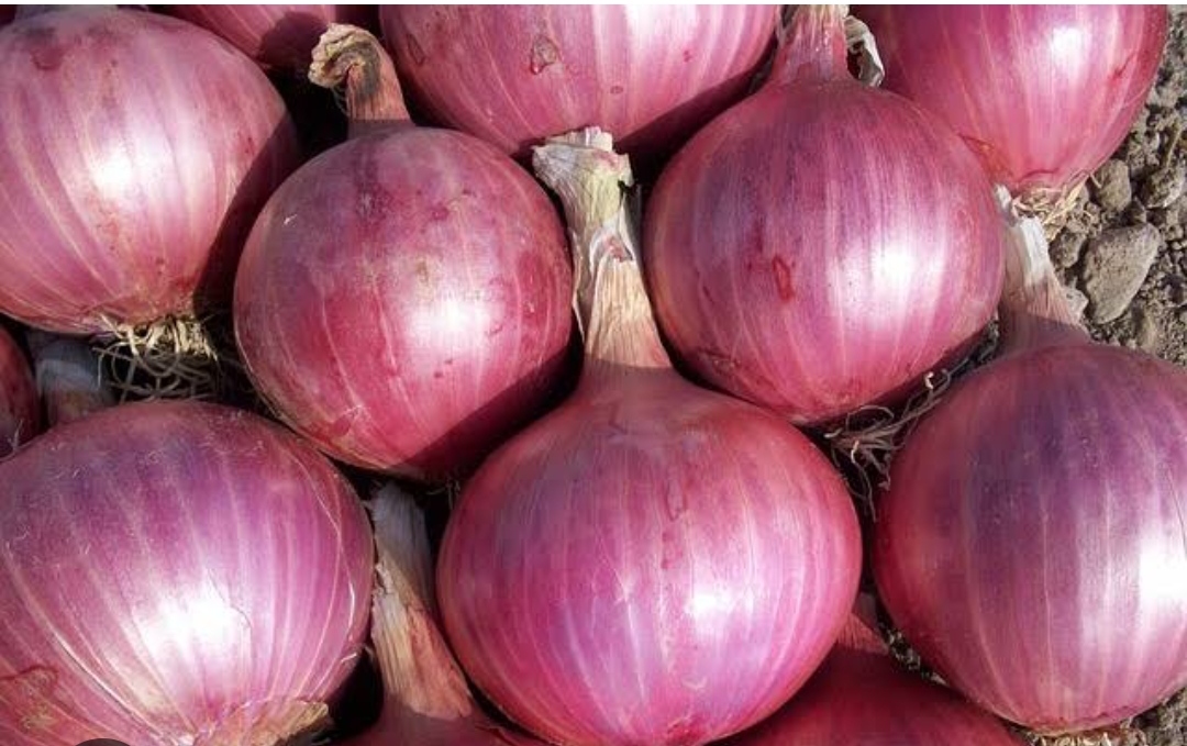 Fresh Onion - Raw, Round Bulbs, 85%-90% Moisture | Clean, Firm, Strong Natural Flavour