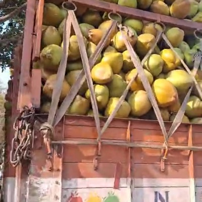 Tender Coconut - Green Diamond Shape Whole | Naturally Refreshing Rich in Electrolytes Fresh Tender Pulp