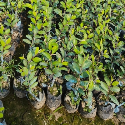 Apple Ber Plant - Green Color, Standard Size | Natural Eco-friendly Plant