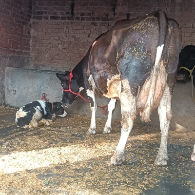 Hf Milking Cow - Large Frame, Black White, 450-650 kg | Early Maturity, Efficient Feed, Calm Temperament, Long Lactation