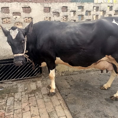 Pure Hf Cow - Black Color, Age 2.5-6 Years, Holstein Friesian | Early Maturity, Efficient Feed, Calm Temperament, Long Lactation, Heat Sensitive, Stall Fed