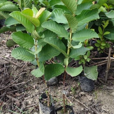 Red Dimond Guava Plant - Green Color, Standard Size, Natural Eco Friendly Plant