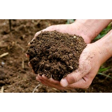 Organic Fertilizer