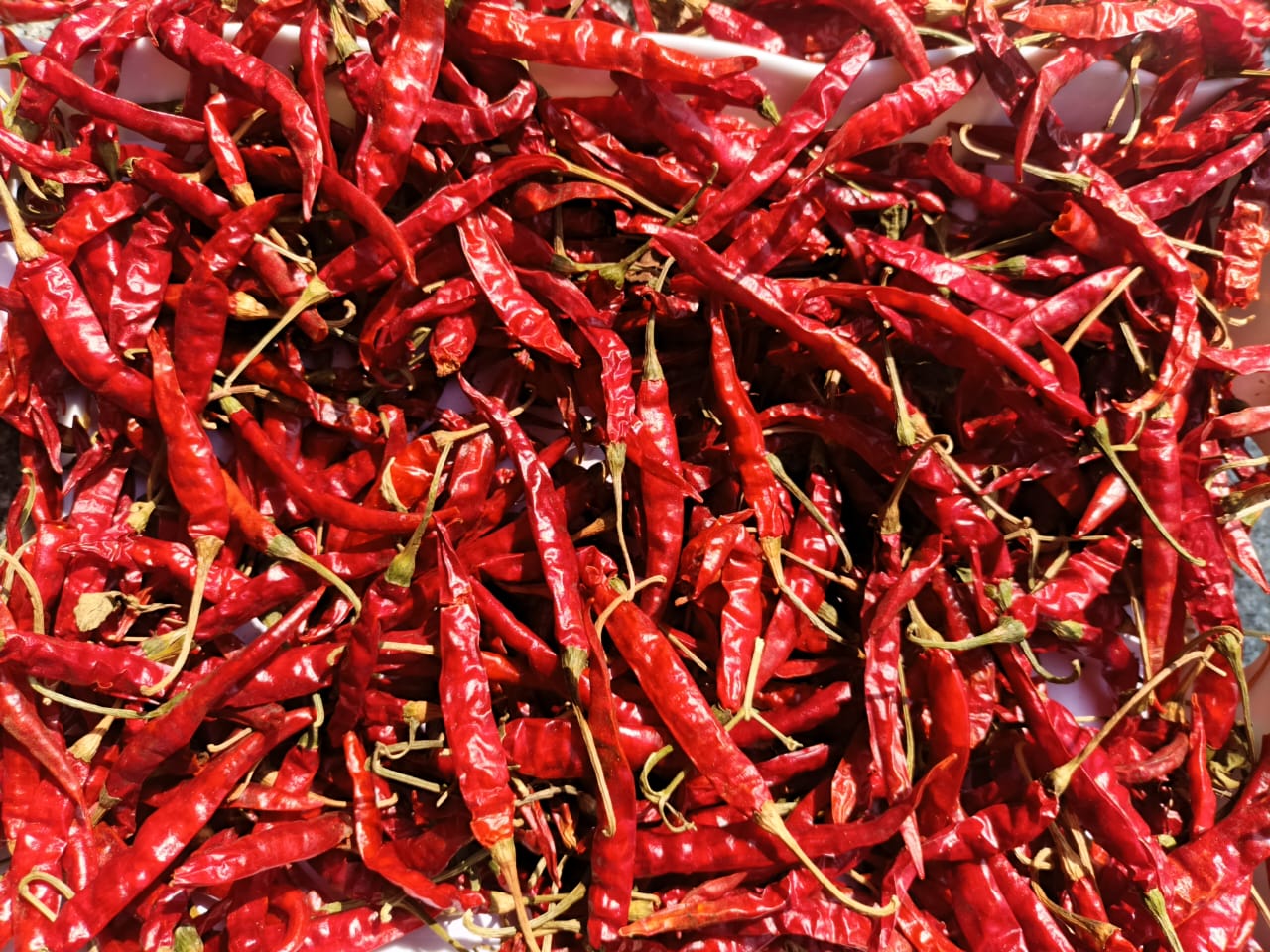 Kashmiri Red Chili - Vibrant Red Color, 5-8% Oil Content | Sweet, Mild Pungency, Aromatic Taste