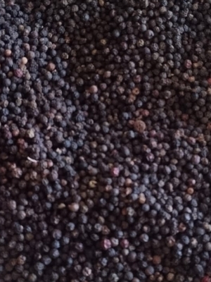 Black Pepper - Black Color, 10-12% Moisture, 4-6% Oil Content | Bold Flavor, Fresh Spices, Intense Heat, Uniform Size