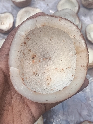 Dry Coconut - Color: White