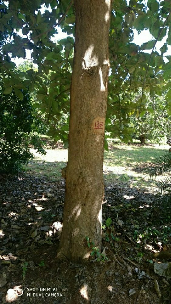 Teak Wood Round Log (Sagwan)