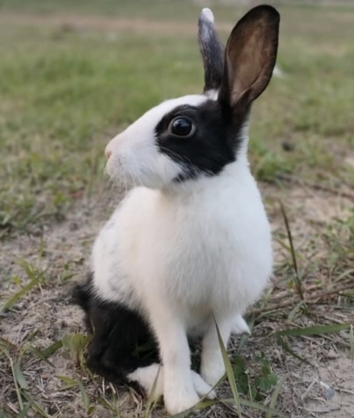 Male Rabbit