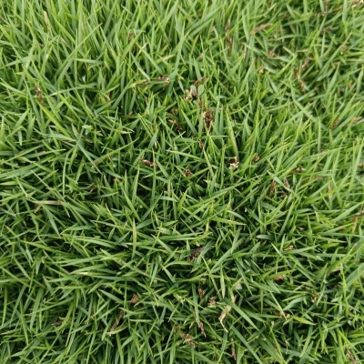 Korean grass