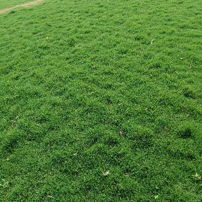 Selection grass