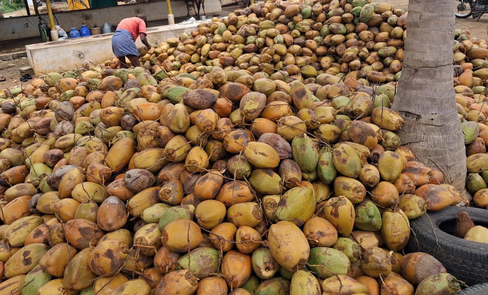 semi husked coconuts