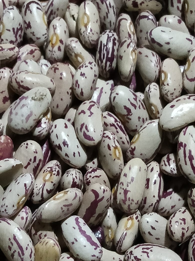 Kidney Beans