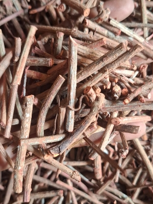 Manjistha Indian Herbs