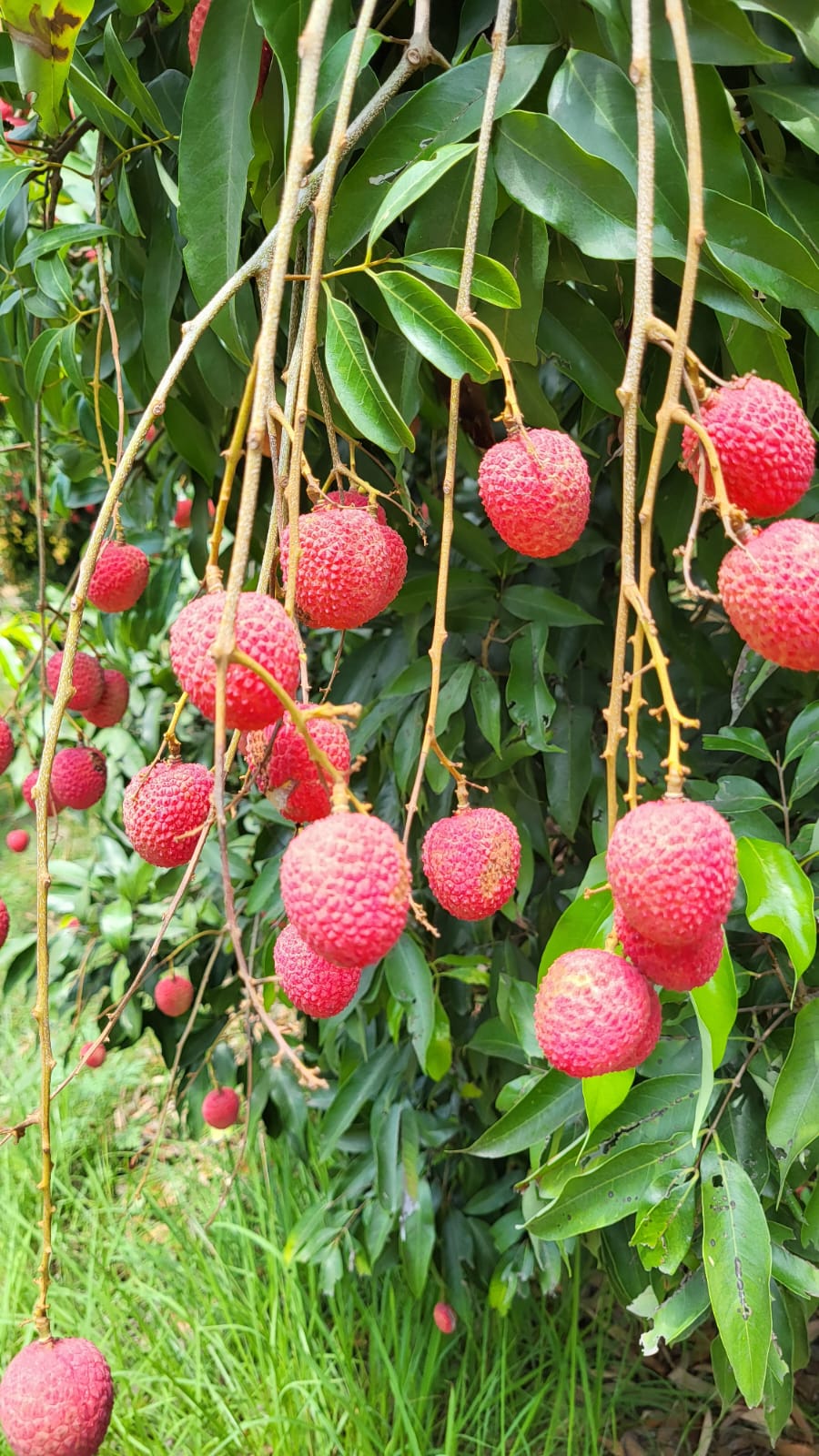 Litchi Fruits