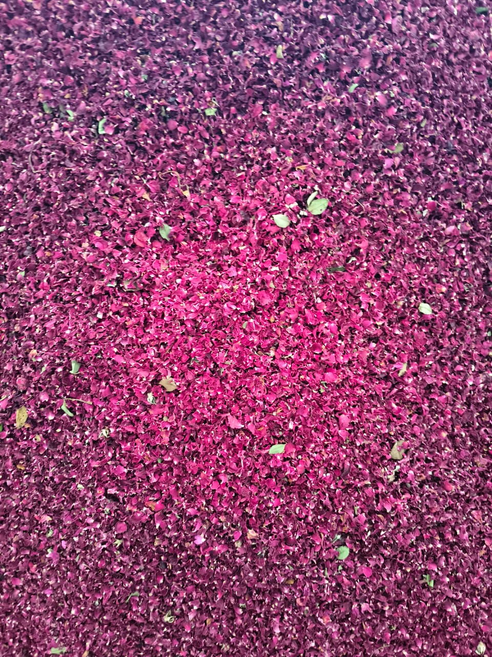 Dried Rose Petals