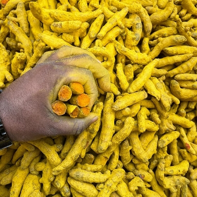 Sabut Haldi