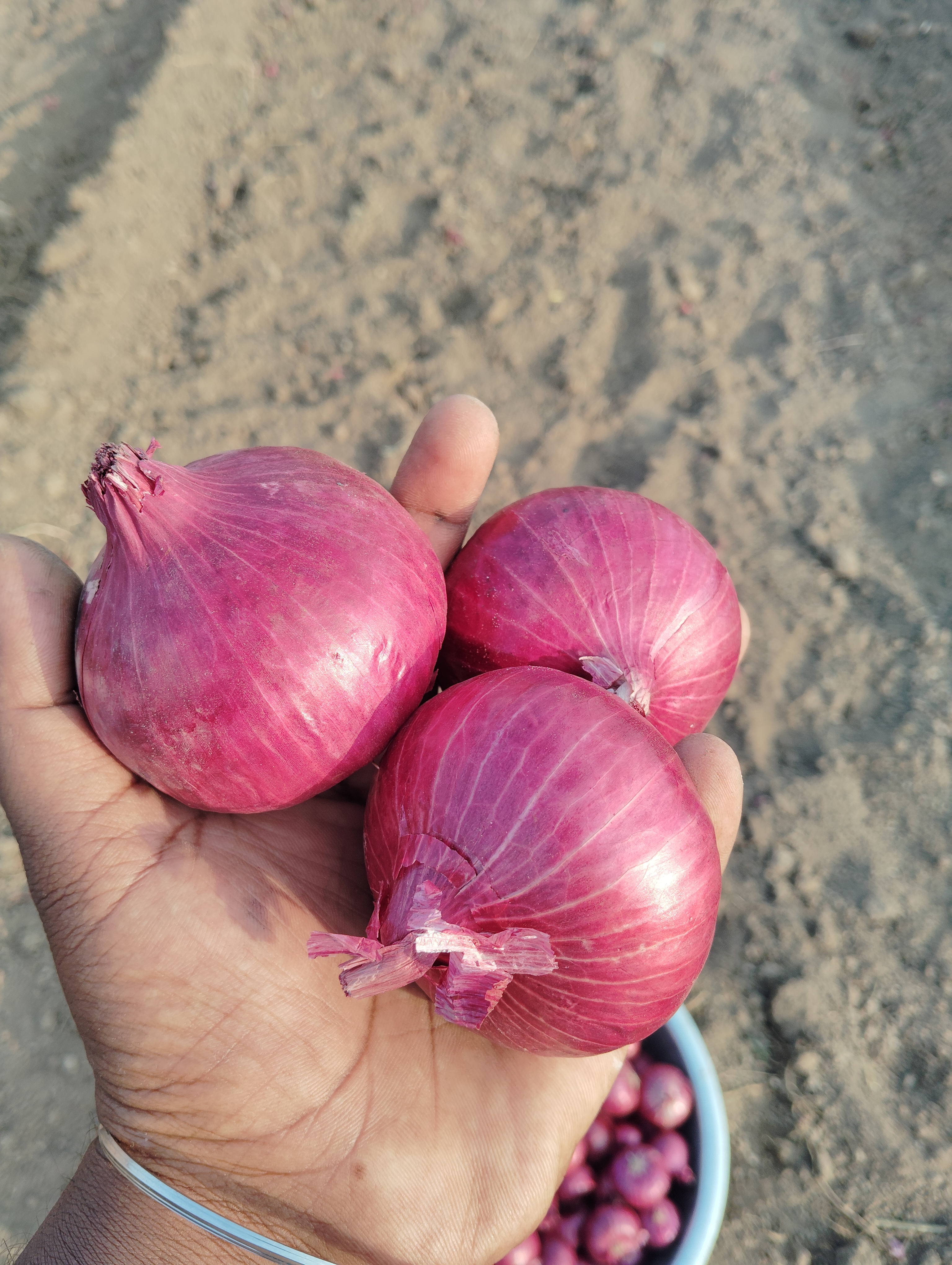 Onion Seeds