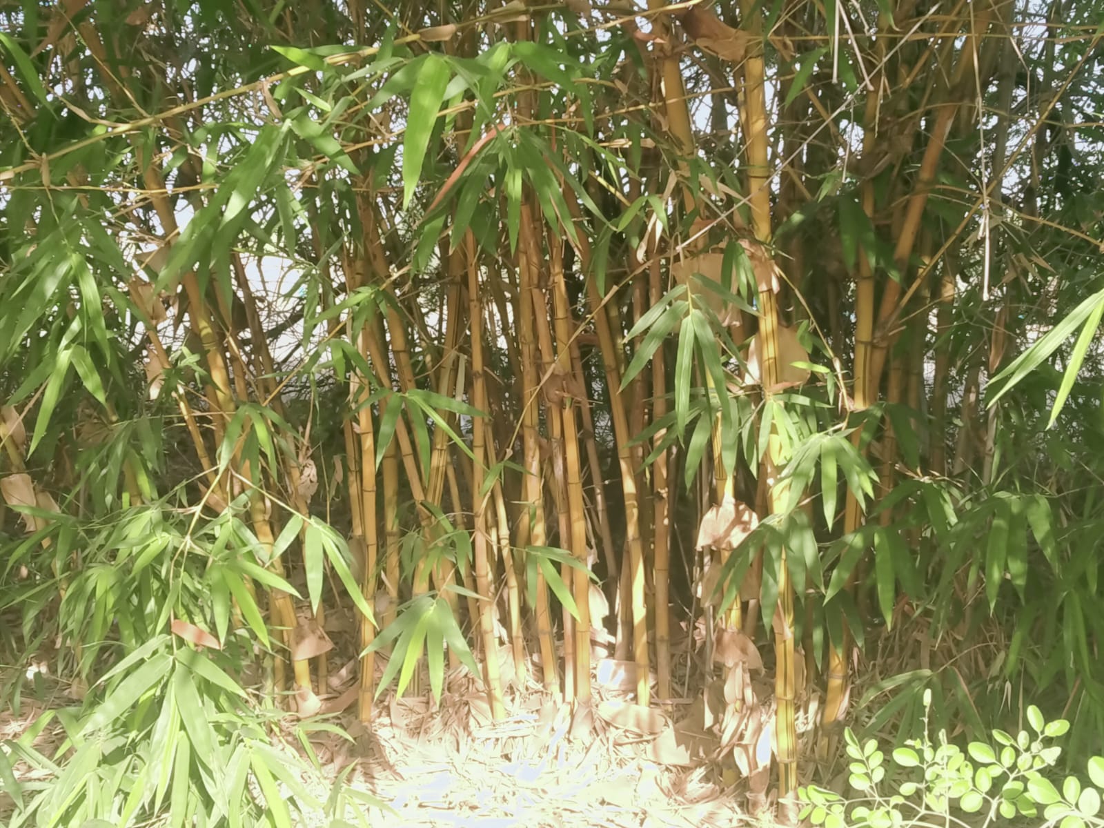 Golden Bamboo