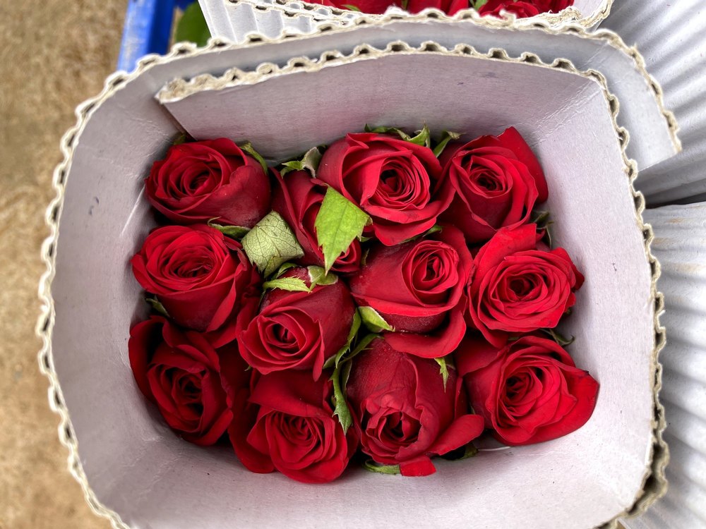 Red Rose
