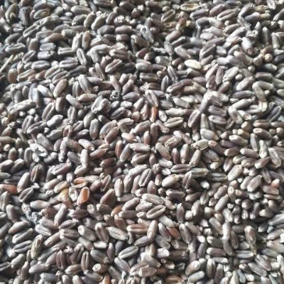 Black Wheet Seeds