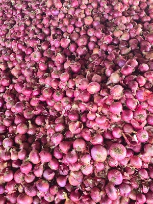 Red Onion
