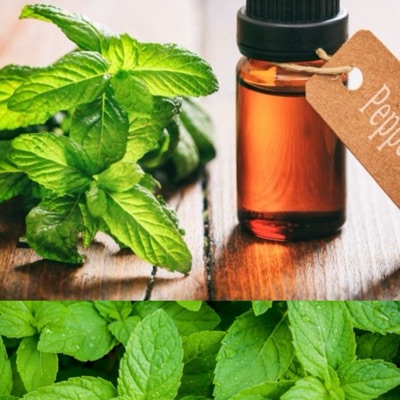 Peppermint Oil By Zeeshan And Sons