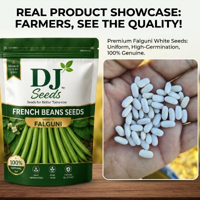 French Bean Seeds