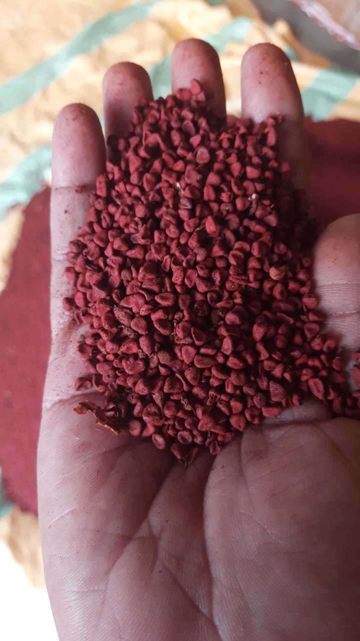 Annatto Seeds Bixa Orellano