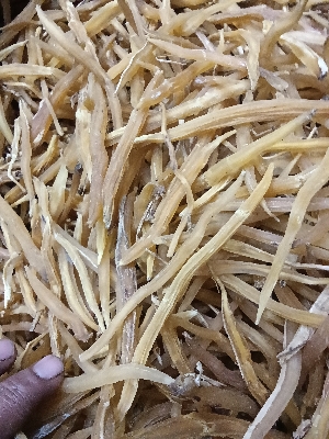 Shatavar Roots