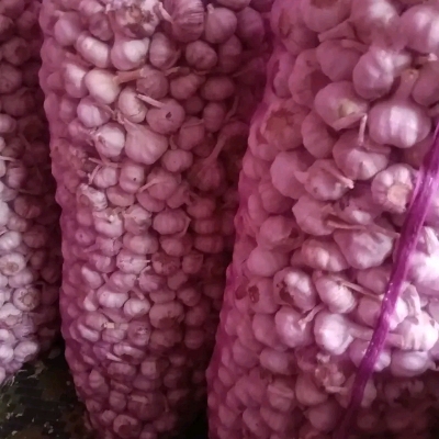 Fresh Garlic By R.k. Enterprises