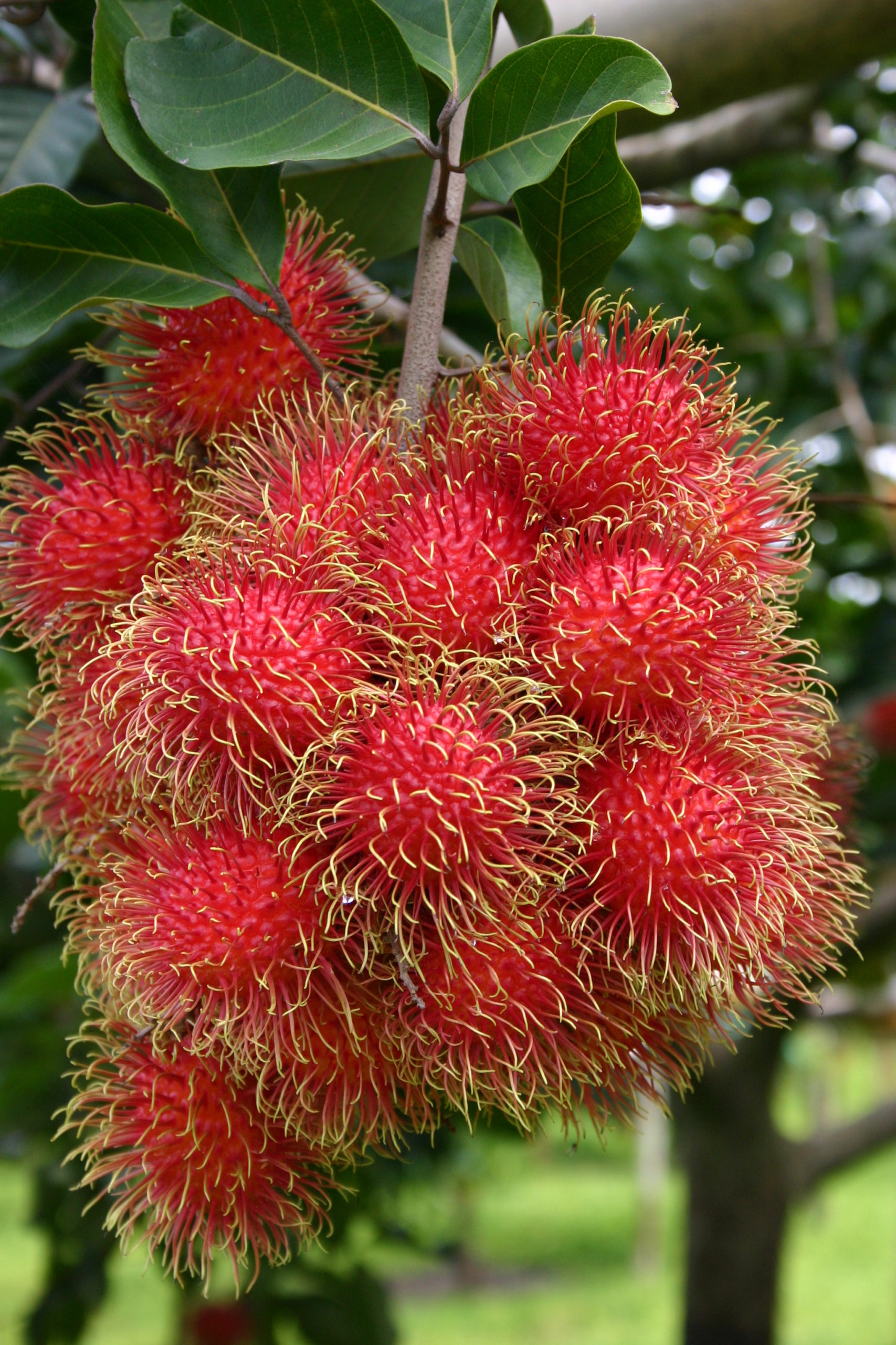 Rambutan Fruit