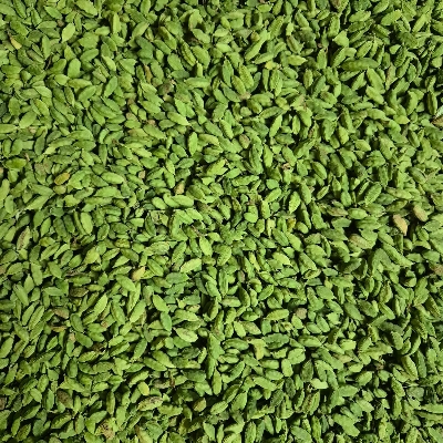 Green Cardamom - 6-7 MM, Green Color | Food Grade, 100% Purity, Room Temperature Storage